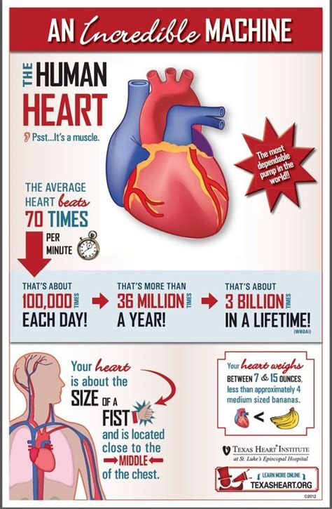 Heart Information .